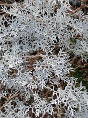 Senecio viravira