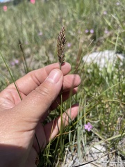 Poa atropurpurea