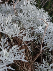 Senecio viravira