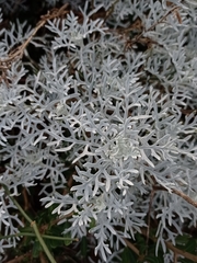 Senecio viravira