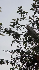 Cacatua sanguinea