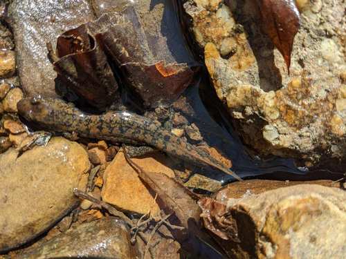 Kanawha Blackbelly Salamander