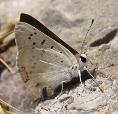 Tharsalea xanthoides