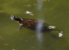 Pseudemys concinna concinna