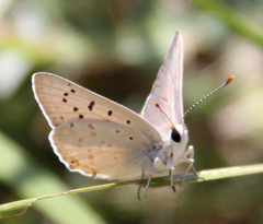 Tharsalea xanthoides