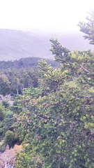 Abies cephalonica