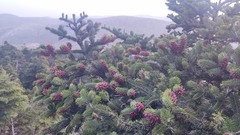 Abies cephalonica