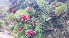 Abies cephalonica