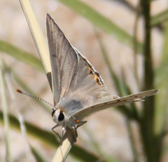 Tharsalea xanthoides