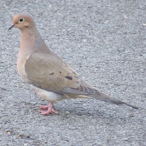 Eastern Mourning Dove (Subspecies Zenaida macroura carolinensis ...