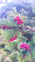 Abies cephalonica