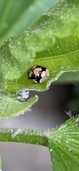 Mulsantina