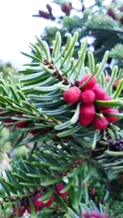 Abies cephalonica