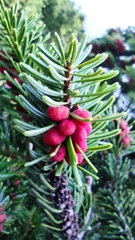 Abies cephalonica