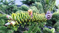 Abies cephalonica