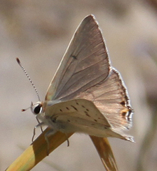 Tharsalea xanthoides