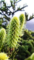 Abies cephalonica