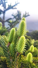 Abies cephalonica