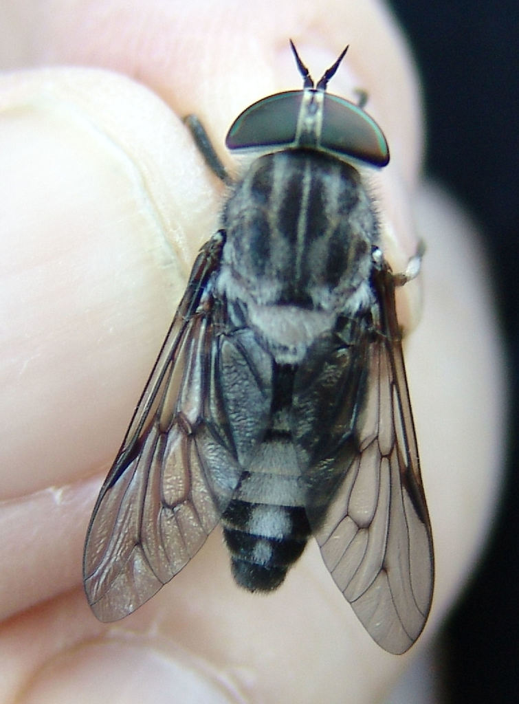 Tabanus moderator