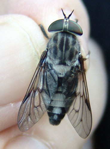 Tabanus moderator