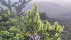Abies cephalonica