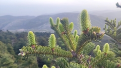 Abies cephalonica