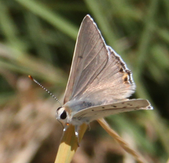 Tharsalea xanthoides