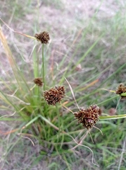 Cyperus reflexus