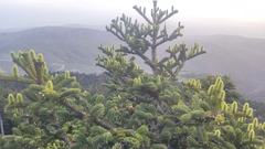 Abies cephalonica