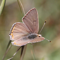 Tharsalea xanthoides