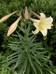 Lilium longiflorum scabrum