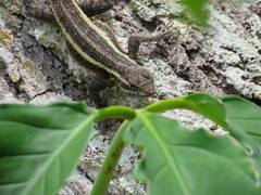 Sceloporus teapensis