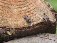 Opsimus quadrilineatus