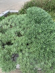 Crossostephium chinense