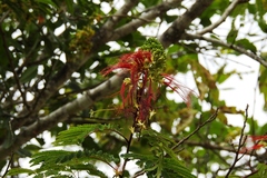 Calliandra houstoniana calothyrsus