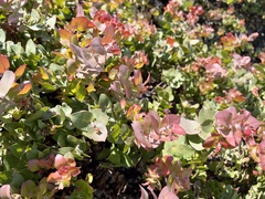 Arctostaphylos pechoensis