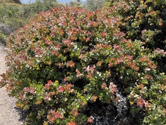 Arctostaphylos pechoensis