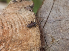 Opsimus quadrilineatus