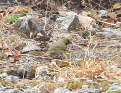 Tiaris olivaceus intermedius