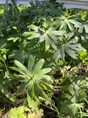 Eranthis