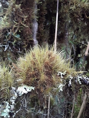 Chorisodontium mittenii