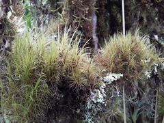 Chorisodontium mittenii