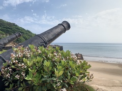 Rhaphiolepis umbellata