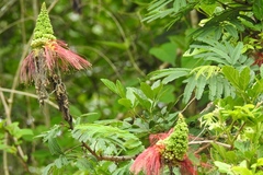 Calliandra houstoniana calothyrsus