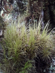 Chorisodontium mittenii