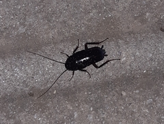 Blatta orientalis