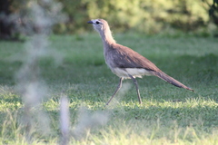 Chunga burmeisteri