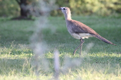 Chunga burmeisteri