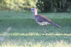 Chunga burmeisteri