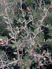 Schinus engleri